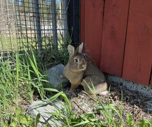 bamse1