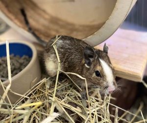 degu1