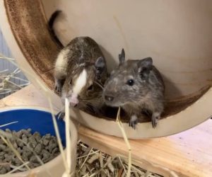 degu2