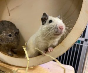 degu3