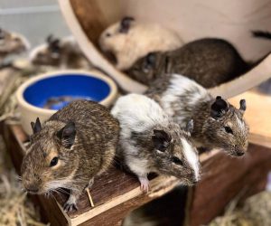 degu6
