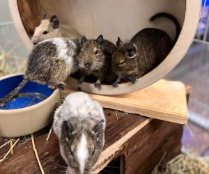 degu7