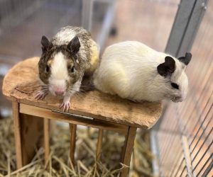 degu8