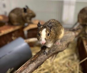 degu9