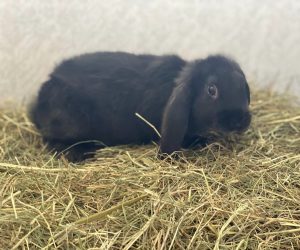 elvis1