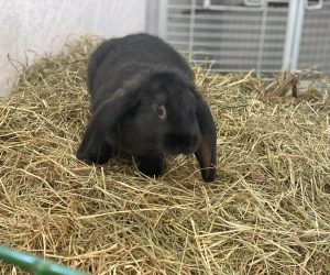 elvis3
