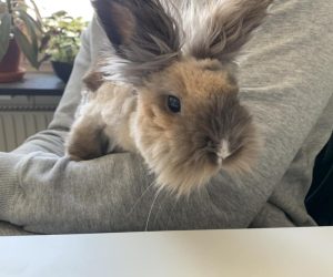fluffis
