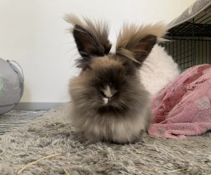 fluffis2
