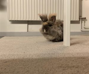 fluffis3