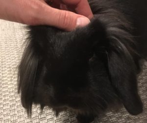 hoppsan
