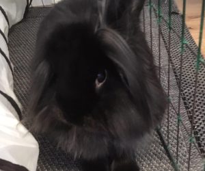 hoppsan