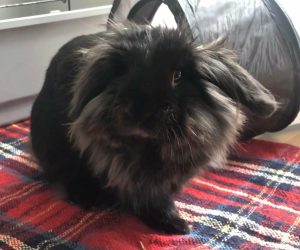 hoppsan1