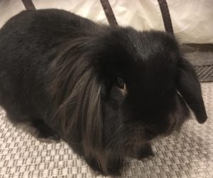 hoppsan2