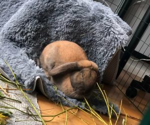 klumpen1