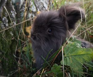 luna2