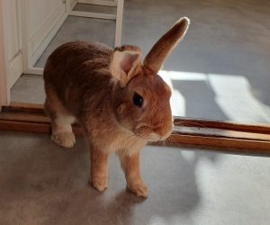 oskar2