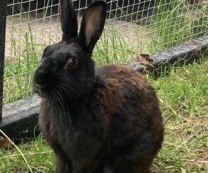 ronja2