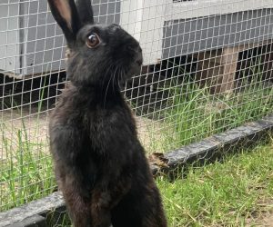 ronja3