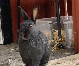 ronja4